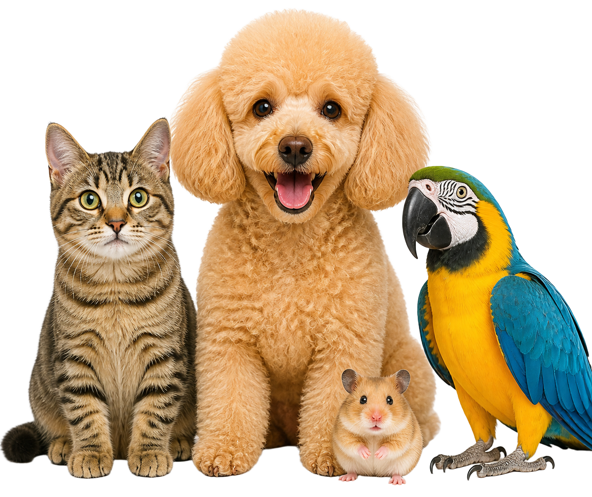 A poodle, cat, hamster and parrot together